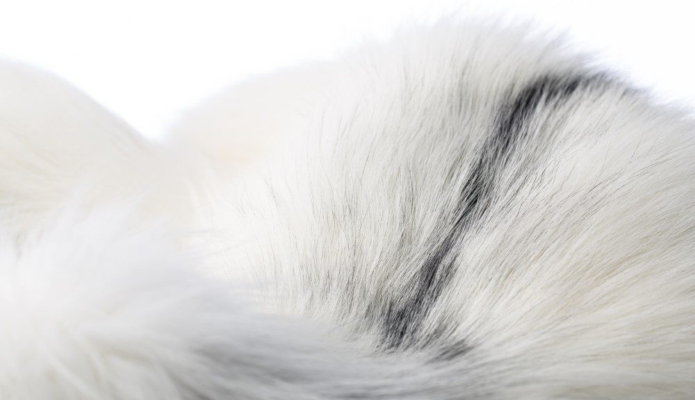 Saga_detail_2015-15_A4A0118-