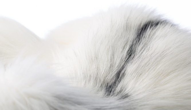 Saga_detail_2015-15_A4A0118-1000x576