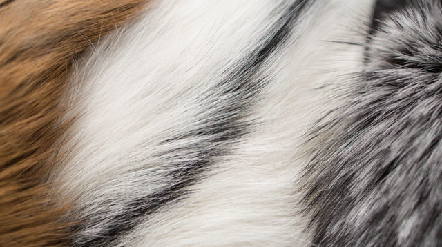 Saga Furs Natural Silver Fox Fur Royal Winter Posh Handmade Set